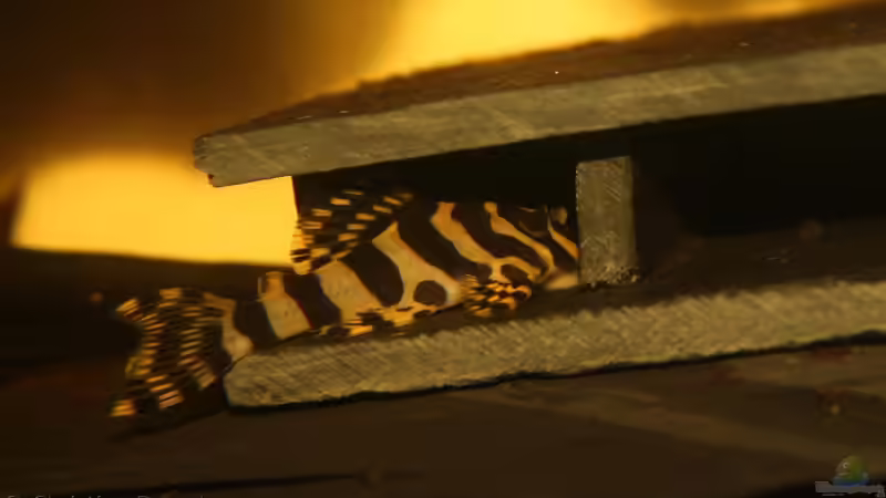 Endlich ein paar richtig gute Fotos der L Welse von chrisi01 (37)