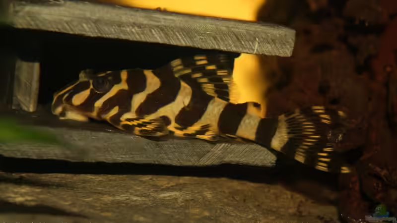 Endlich ein paar richtig gute Fotos der L Welse von chrisi01 (38)