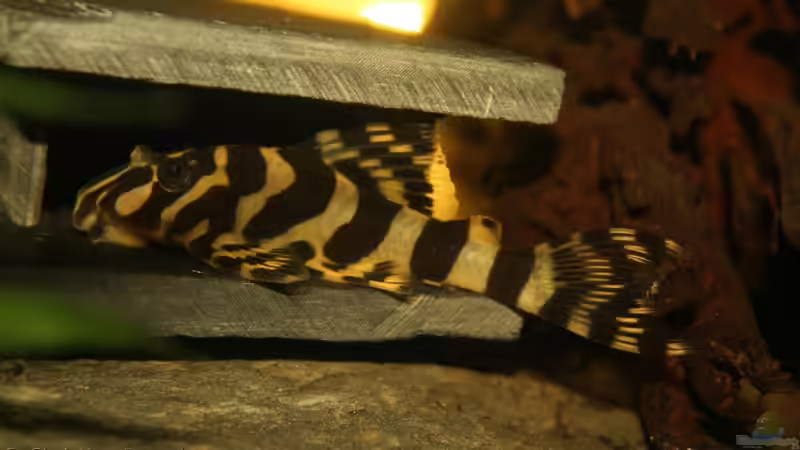 Endlich ein paar richtig gute Fotos der L Welse von chrisi01 (39)