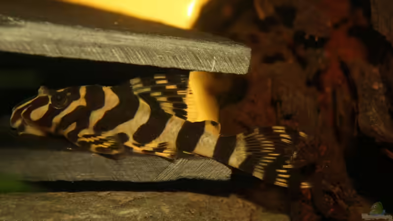 Endlich ein paar richtig gute Fotos der L Welse von chrisi01 (40)