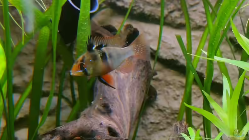 Endlich erwischt! - Die ´holde Dame´ von Sambia (63)