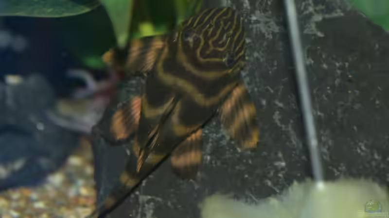 Endlich erwischt L374!!! von Vito99 (16)