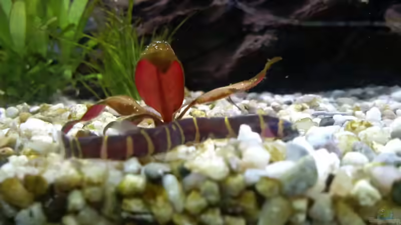 Endlich gesichtet! von Sanyarhu (19)