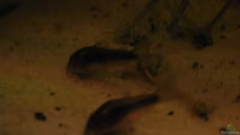 Endlich hab ich  sie mal  einigermaßen ins Bild bekommen von Stephan Radtke (23)