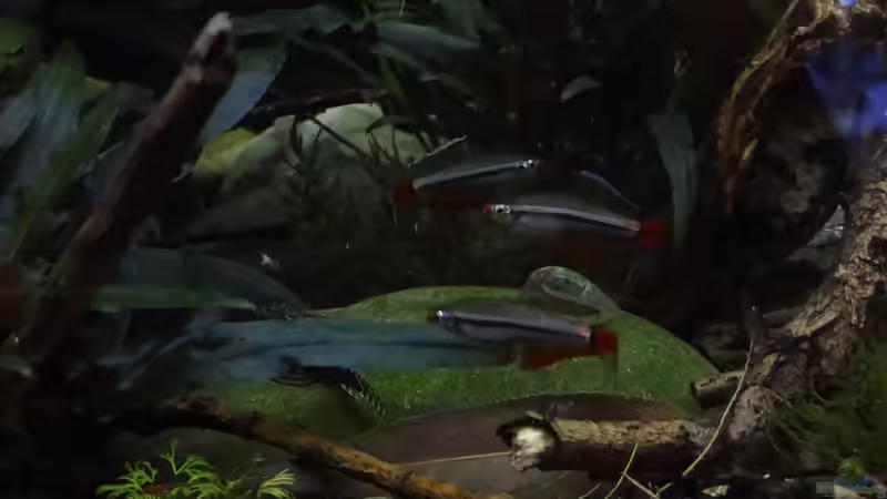 Endlich hab ich mal die Tanichthys beim imponieren erwischt! von paris (22)