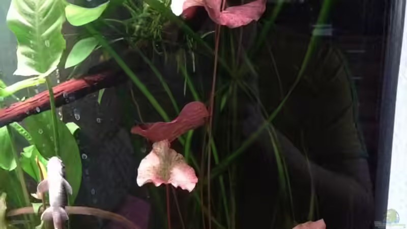 endlich ist sie rausgekommen von Pflanzennarr (11)