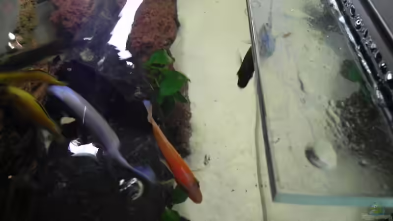 ´Endlich kommt unser Diener und schafft Futter ran´... :) von Sternenseeträumer (33)