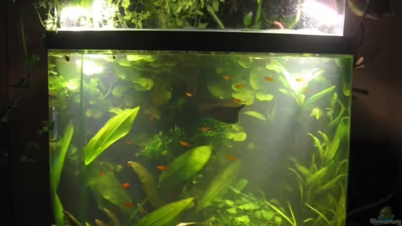 Endlich mal ein Bild ohne Reflexionen. von Bojo (7)