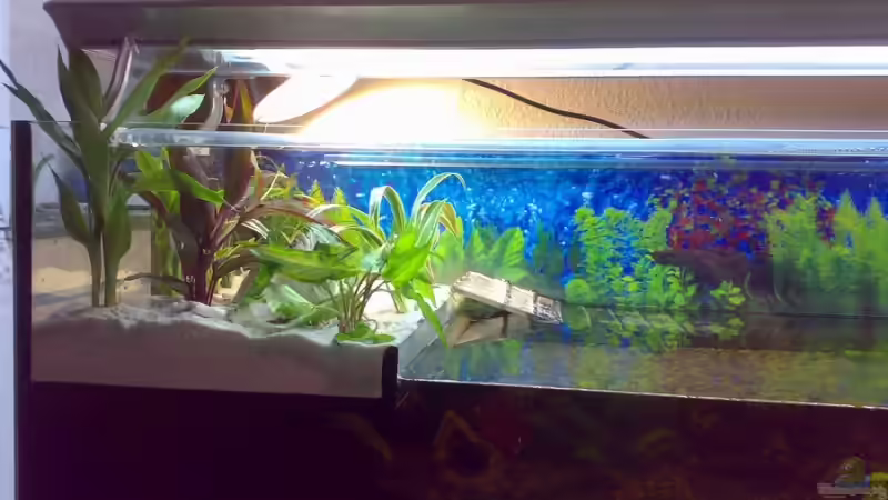 endlich Pflanzen auf dem Landteil 14.08.2008 von Thomas Höppner (8)