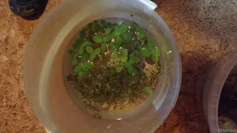 Endlich schwimmpflanzen :) froschbiss von Ceylon (35)