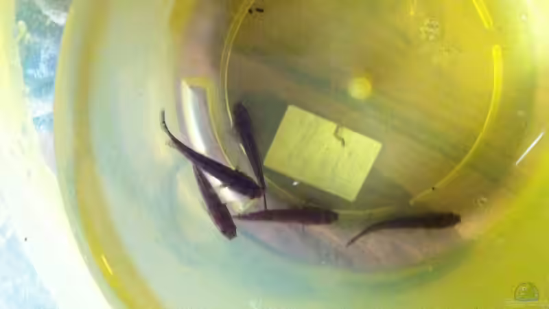 Endlich sind sie da :) :) :) von Snakehead (20)