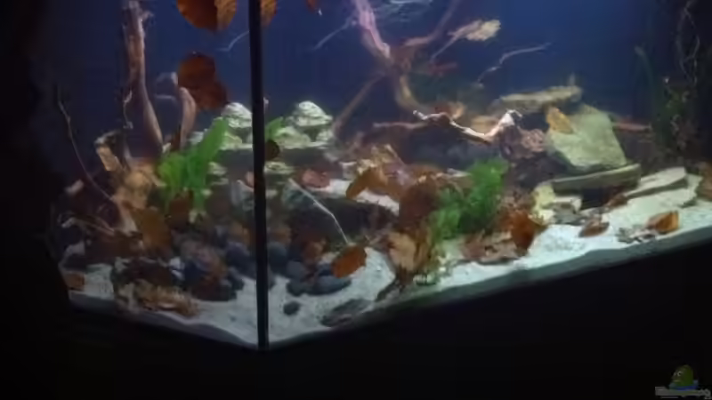 Endlich Voll von Snakehead (18)