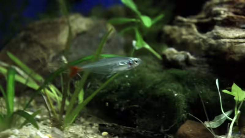 ener der Rotflossensalmler nach dem Einsetzen von Falk (5)