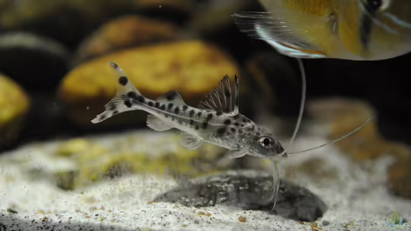 Engel-Antennenwels (Pimelodus pictus) - Süd- und Mittelamerika bis zum äußersten Süden Mexikos und dem Norden Argentiniens von Peter Vlasaty (57)