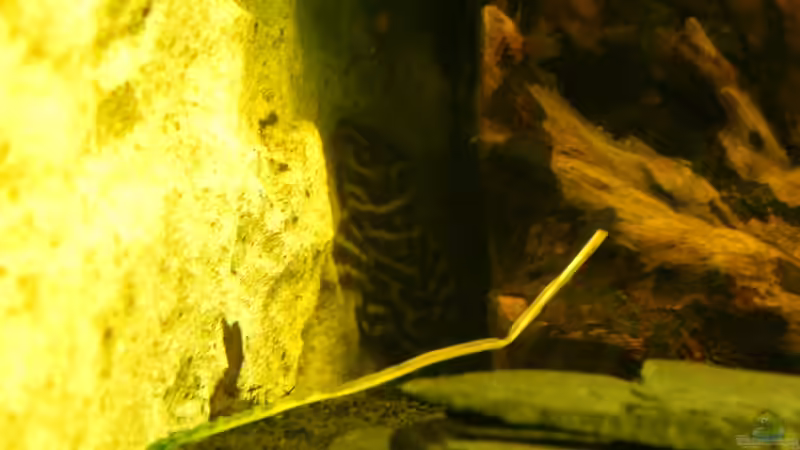 ENGELHARNISCHWELS von Heinz Von B1 (27)