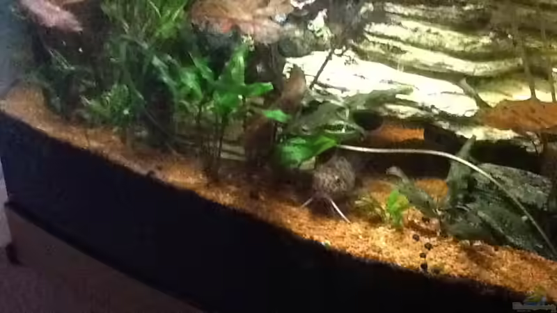 Engelswels von Günter (7)