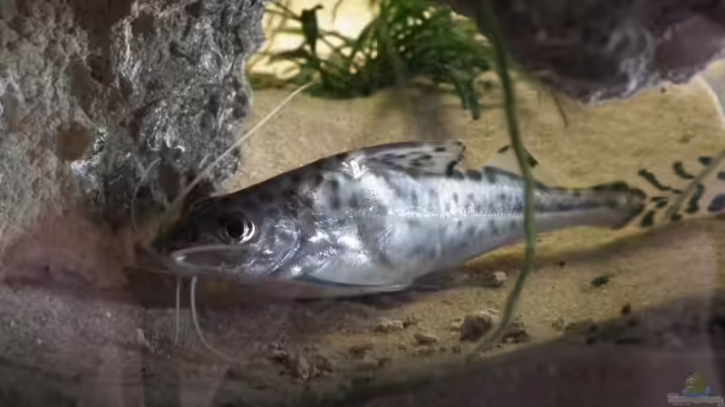Engelswels im Aquarium halten (Einrichtungsbeispiele für Pimelodus pictus)