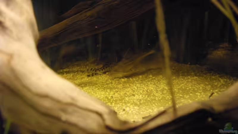 Engelswels im Aquarium halten (Einrichtungsbeispiele für Pimelodus pictus)