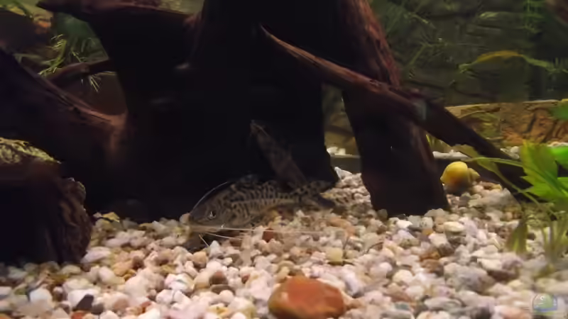 Engelswels im Aquarium halten (Einrichtungsbeispiele für Pimelodus pictus)