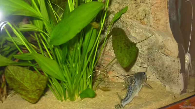 Einrichtungsbeispiele für Aquarien mit 3D-Rückwand
