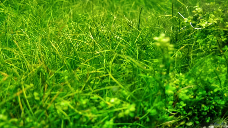 Englischer Rasen :D 14.07.2016 von Jonas (Trancemania) (10)