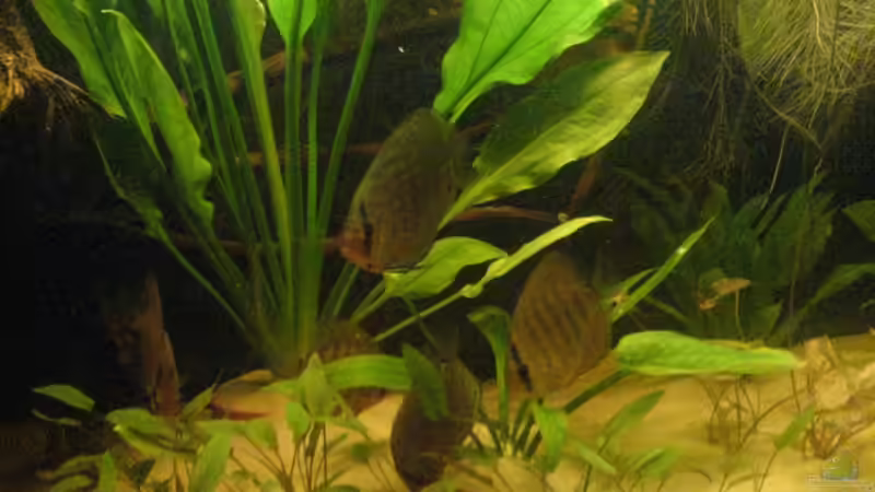 Enichodorus von Patrick Gauseweg (6)