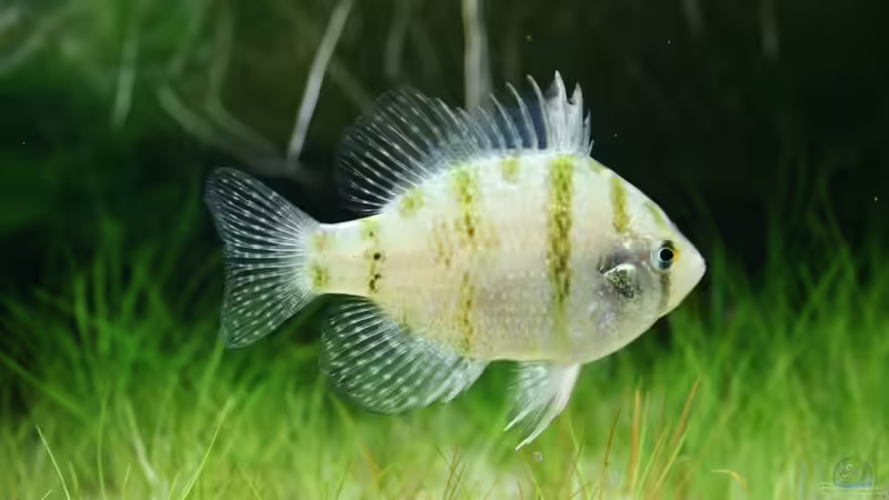 Aquarien mit Enneacanthus chaetodon (Scheiben-Barsch)