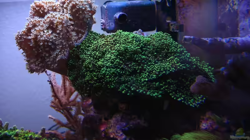 Enormer Wachstum von Petra Kallmeyer (14)