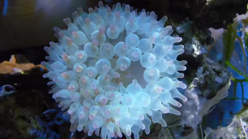 Entacmaea quadricolor - Blasenanemone von Jens Kändler (15)