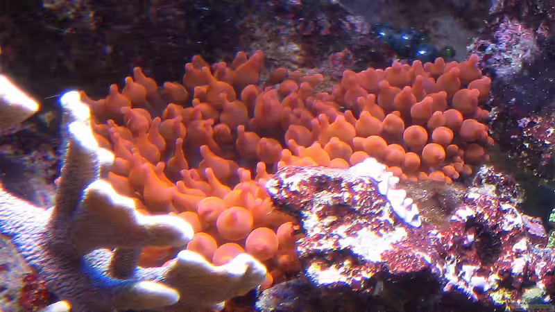 Entacmaea quadricolor - Blasenanemone von MartinS (59)