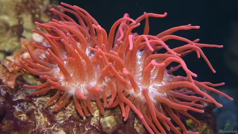 Entacmaea quadricolor - Blasenanemone von meerwasser-gb (28)