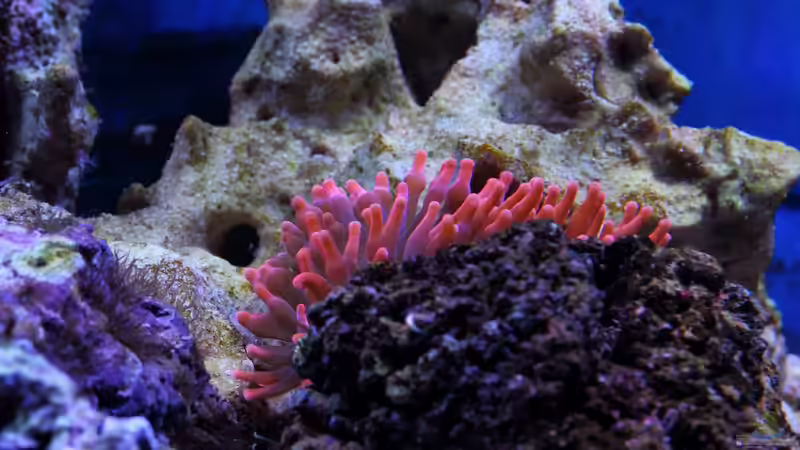 Entacmaea quadricolor - Blasenanemone von Micha (24)