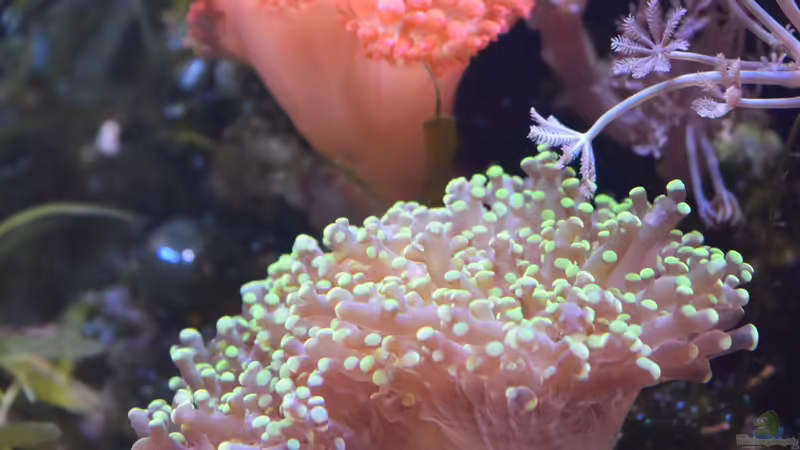 Entacmaea quadricolor im Aquarium halten (Einrichtungsbeispiele für Blasenanemone)