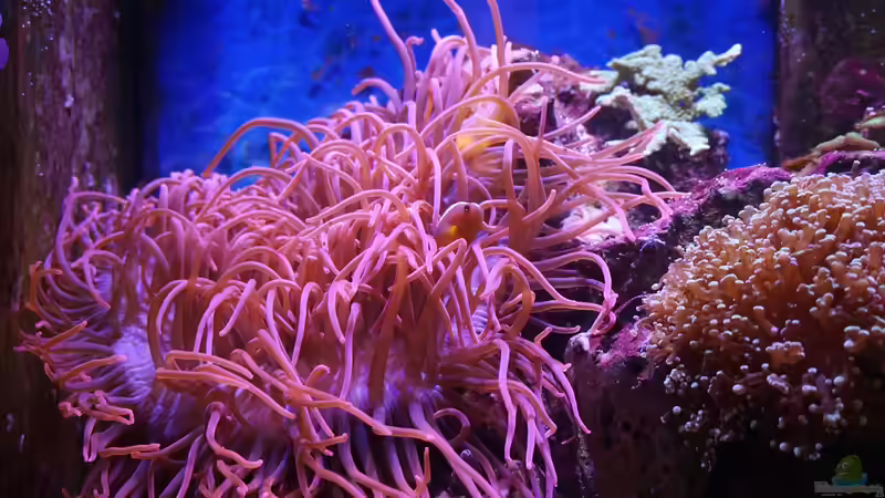 Entacmaea quadricolor 11.14 von Manni1884 (6)