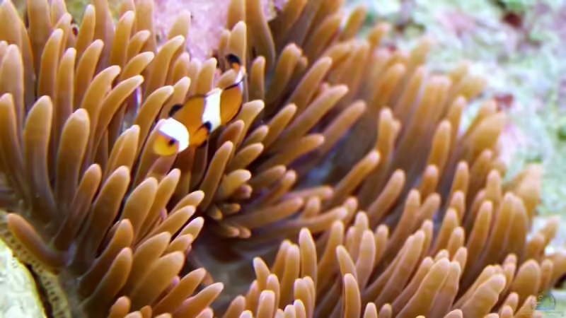 Entacmaea quadricolor mit Amphiprion Ocellaris von Uwe Zawadski (16)