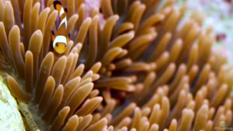 Entacmaea quadricolor mit Amphiprion Ocellaris von Uwe Zawadski (4)