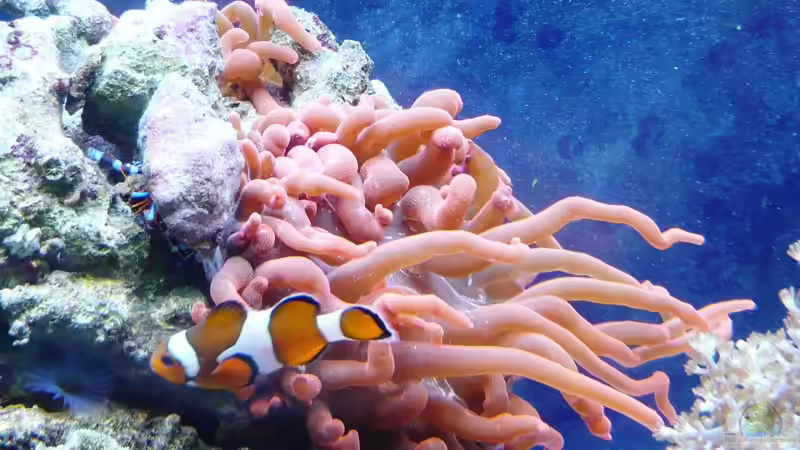 Entacmaea quadricolor im Aquarium halten (Einrichtungsbeispiele für Blasenanemone)