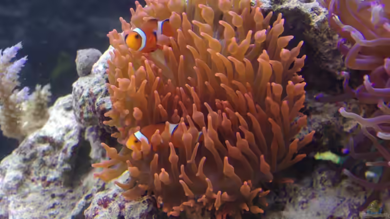 Entacmaea quadricolor von Dominik N. (24)