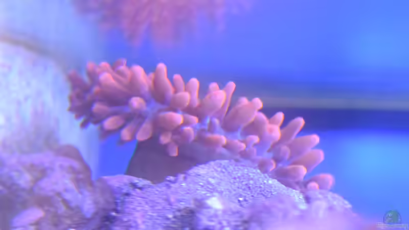 Entacmaea quadricolor von Junglist (21)