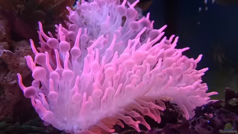 Entacmaea quadricolor von WittaMine (49)