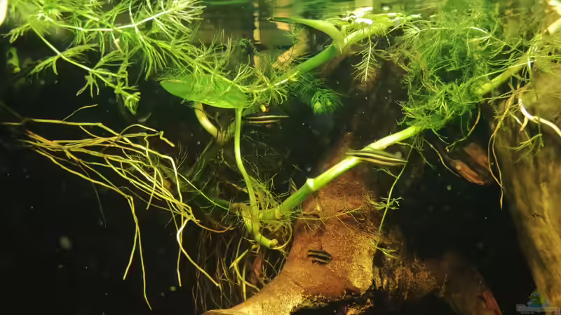 Entdecker von Amazonas (26)