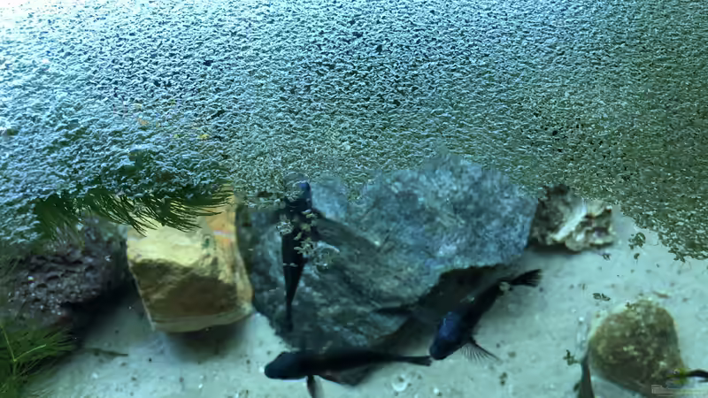 Entengrütze als Schwimmpflanzen und Futter für Tropheus von Helga Kury (7)