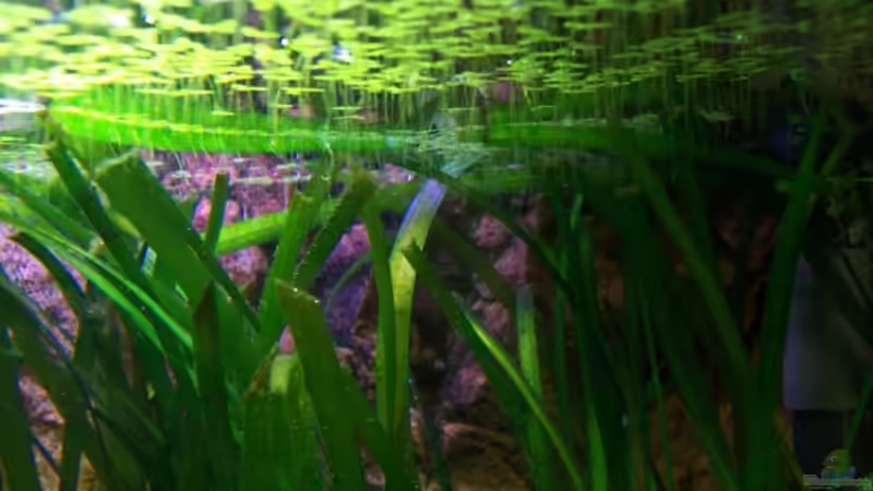 Entengrüze von Tom Rudolph (5)