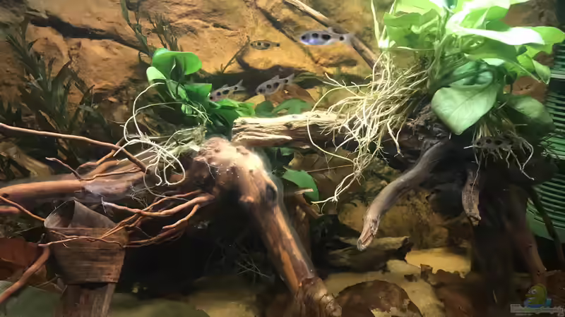 Enteromius hulstaerti Biotop von Bessey (1)