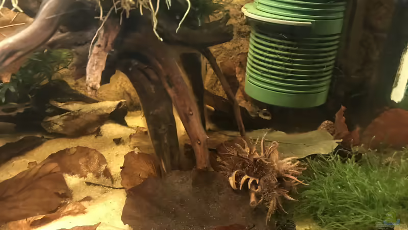 Enteromius hulstaerti Biotop von Bessey (4)