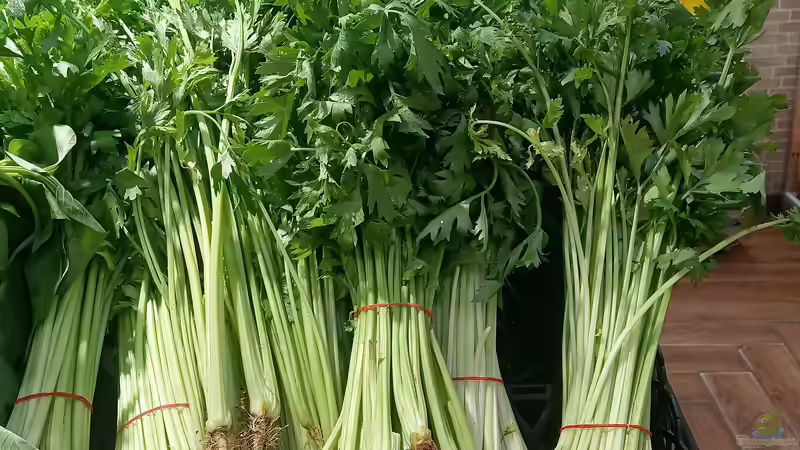 Entgiftende Pflanzen: Ein Neujahrs-Trend für mehr Gesundheit