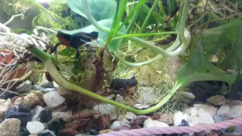 Efeutute im Aquarium oder Terrarium (Einrichtungsbeispiele mit Epipremnum aureum)