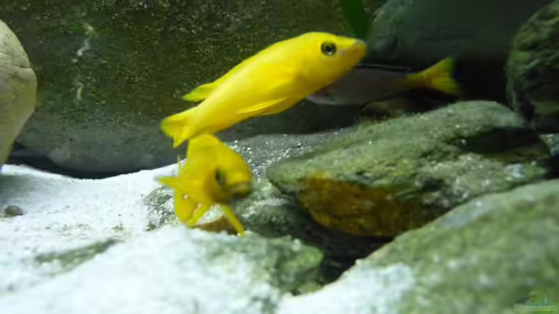 entsteht hier der nächste Nachwuchs?? von Chris_R. (42)