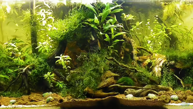 Entstehung und Entwicklung von Jīvana