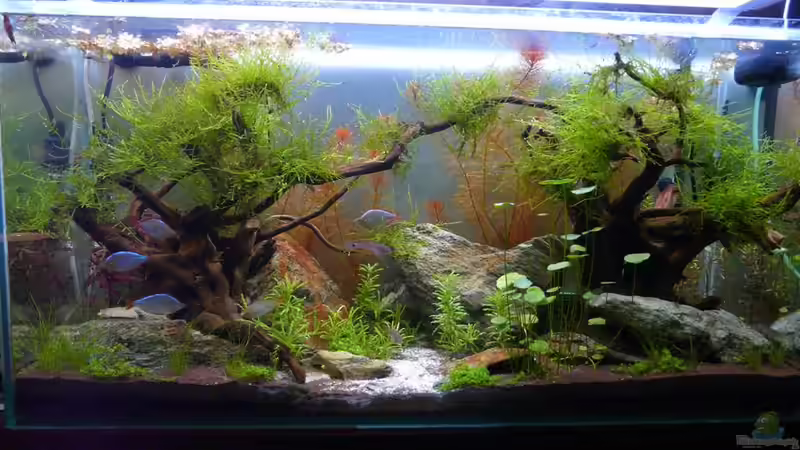 entwickelt sich ganz gut von Moosbarbe (5)